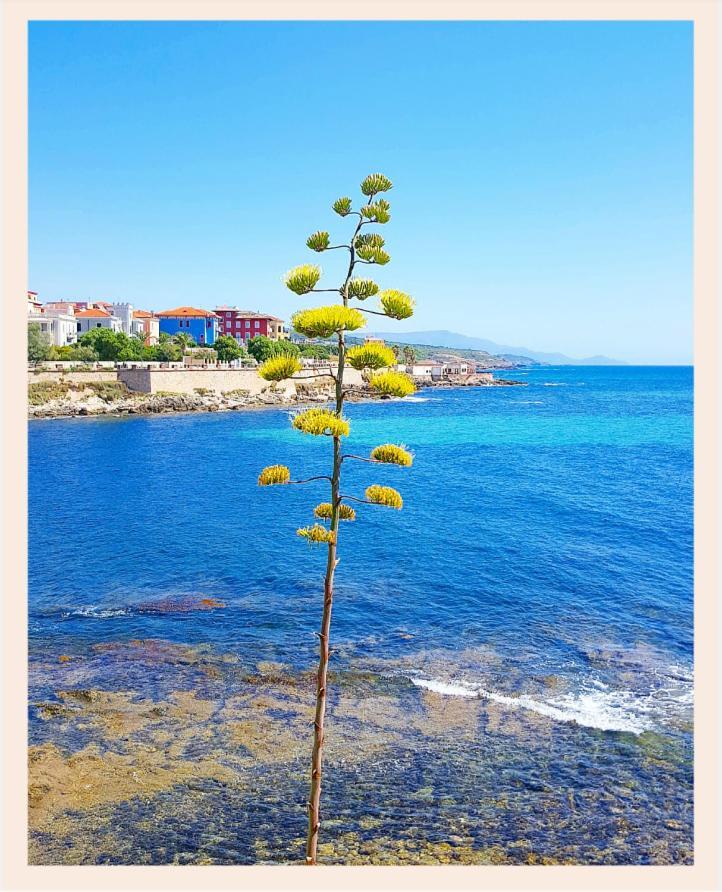 Villa La Rucchetta Alghero Buitenkant foto
